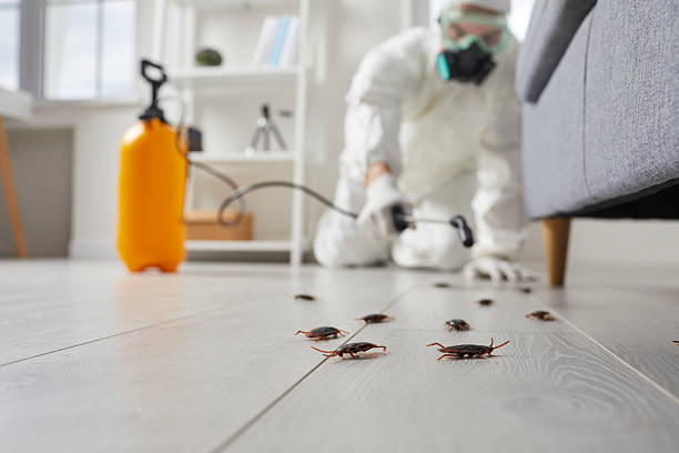 Affordable Termite Control solutions in Mio, MI